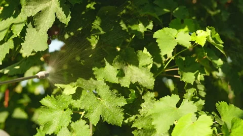 Spraying grape leaves, pest control. Beautiful drops on the leaves shimmer in Stock Footage 280575873