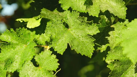 Spraying grape leaves, pest control. Beautiful drops on the leaves shimmer in Stock Footage 280579520