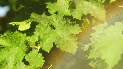 Spraying grape leaves, pest control. Beautiful drops on the leaves shimmer in Stock Footage 280580716