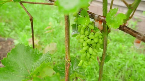 Spraying grape vine with unripe grape cluster against diseases close-up Stock Footage 341078794