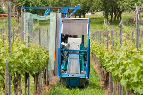 Spraying grape vines in the vineyard Stock Photos