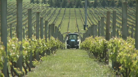 Spraying grapes Stock Footage 544692