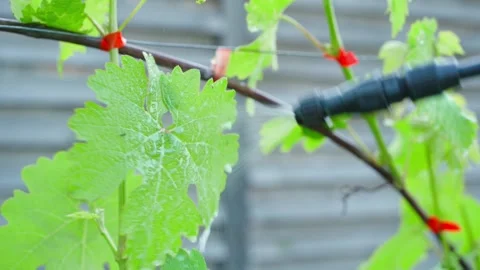 Spraying grapevine leaves with sprayer close-up in vineyard Stock Footage 339418102