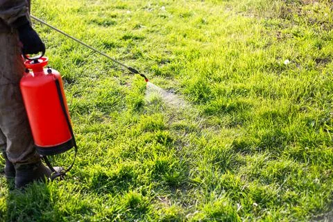 Spraying the grass in a garden plot with a garden sprayer against weeds wit.. Stock Photos