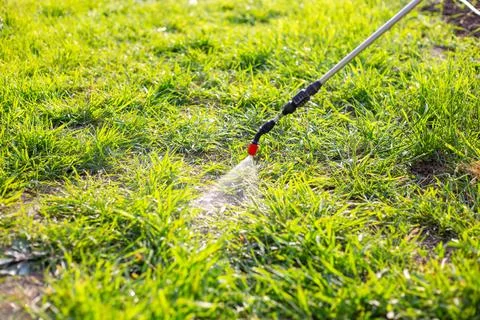 Spraying the grass in a garden plot with a garden sprayer against weeds with a Stock Photos