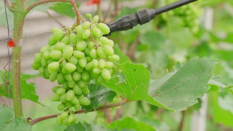 Spraying green grape cluster on vine with sprayer nozzle close-up 库存影片 340388824