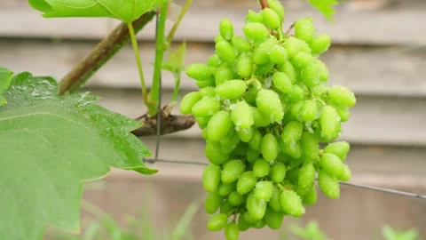 Spraying green grape clusters on vine with sprayer against pests and diseases Stock Footage 339760957
