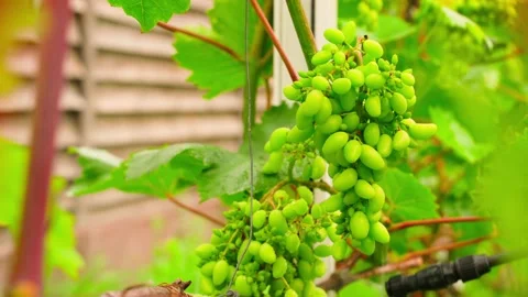 Spraying green grape clusters on vine with sprayer against pests and diseases Vidéo 339761077