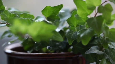 Spraying house plant, macro shot with soft focus Stock Footage 42087652