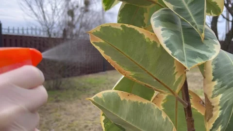 Spraying insect killer on plant leaf. Plant disease. 스톡 동영상 306557277