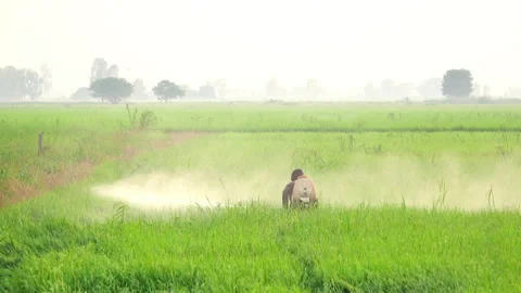 Spraying insecticide 스톡 동영상 274115165