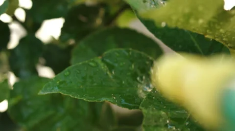 Spraying Insecticide POV Stock Footage 37726561