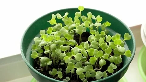 Spraying, irrigation of seedlings Stock Footage 132570873