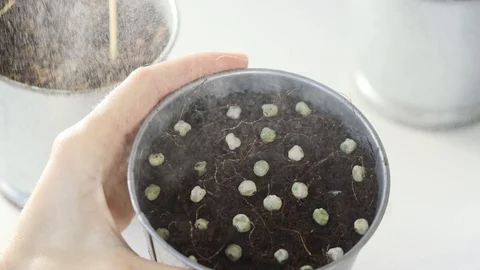Spraying micro greens sprouts from a spray bottle. young shoots, super food Stock Footage 129473920