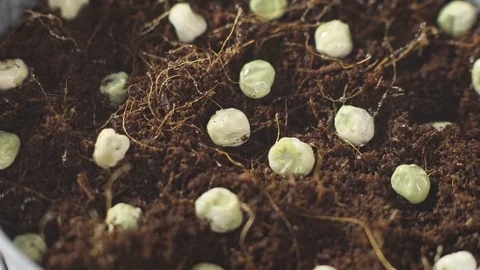 Spraying micro greens sprouts from a spray bottle. young shoots, super food Stock Footage 129474013