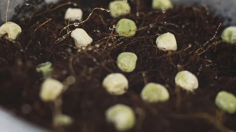 Spraying micro greens sprouts from a spray bottle. young shoots, super food Stock Footage 129474016