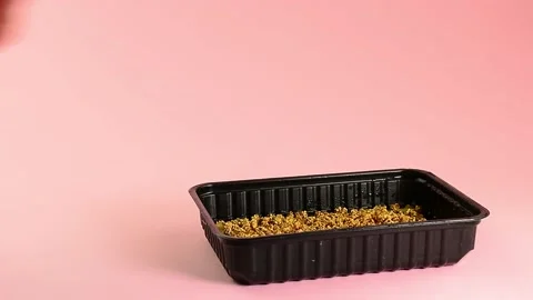 Spraying microgreen in a plastic container with a spray gun Stock Footage 132962228