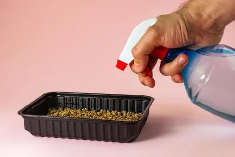Spraying microgreen in a plastic container with a spray bottle Stock Photos