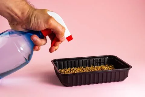 Spraying microgreen in a plastic container with a spray bottle Stock Photos