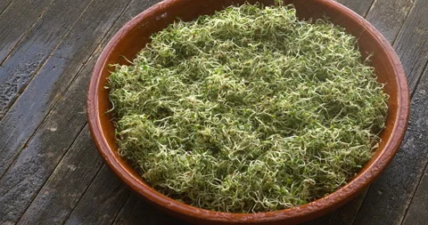 Spraying microgreens with water. Stock Footage 277420041