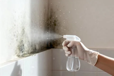 Spraying mold with cleaning solution in a bathroom corner for removal Stock Photos