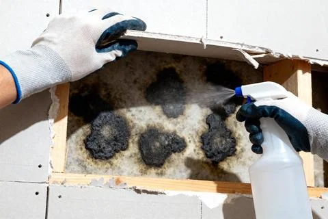 Spraying mold with a cleaning solution on a damaged wall Stock Photos