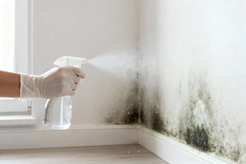 Spraying mold with cleaning solution on a white wall in a home Stock Photos