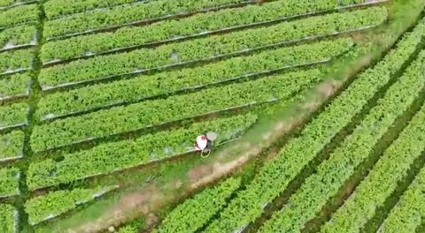 Spraying nutrients on the plants Stock Footage 246694341