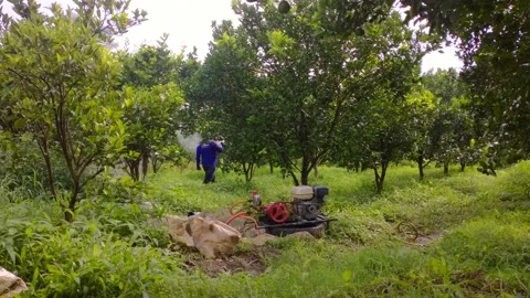 Spraying Orange Plants Stock Footage 222327647