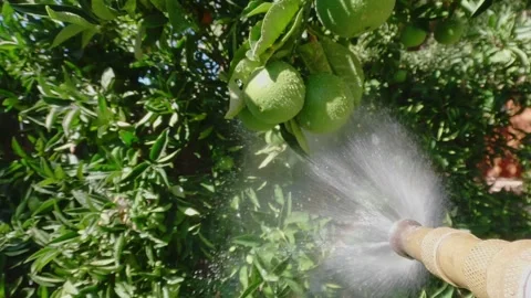 Spraying orange tree with fruit with a hose Stock Footage 286387724