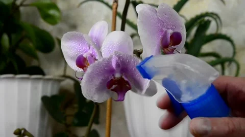 Spraying orchid Stock Footage 155576906