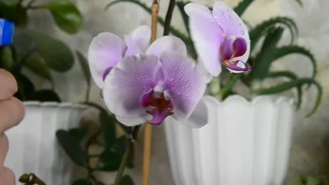 Spraying orchid Stock Footage 155577722