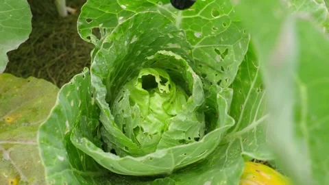 Spraying pest-damaged cabbage head with sprayer nozzle close-up Stock-Footage 341406314