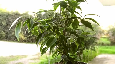 Spraying plant with a spray bottle. Stock Footage 229400874