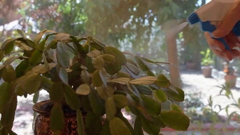 Spraying a plant with water Stock Footage 112617545