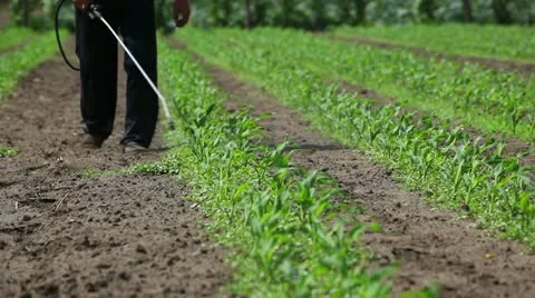 Spraying plants chemical solution 2 Stock-Footage 12173428