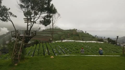 Spraying plants manually 스톡 동영상 234665194