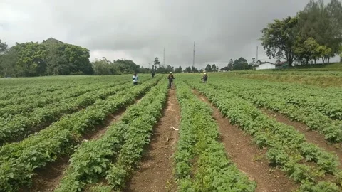Spraying plants manually Stock Footage 234665273