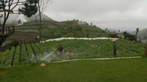 Spraying plants manually 스톡 동영상 234665280