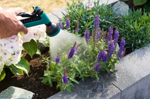 Spraying plants Stock Photos