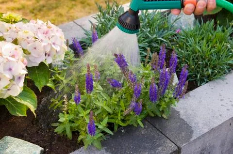 Spraying plants Stock Photos