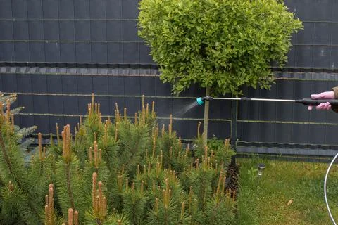 Spraying plants in spring Stock Photos