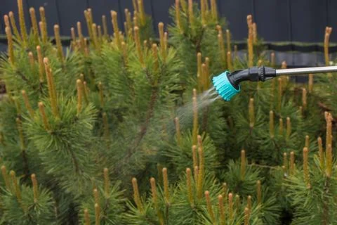 Spraying plants in spring Stock Photos