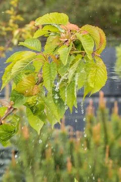 Spraying plants in spring Stock Photos