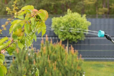 Spraying plants in spring Stock Photos
