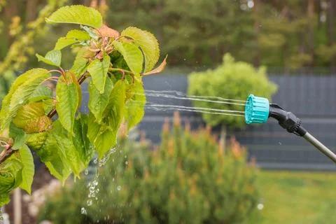 Spraying plants in spring Stock Photos