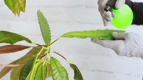 Spraying plants with water Stock-Footage 158289204