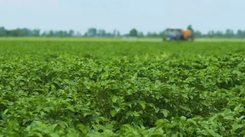 Spraying Potato Fields With Herbicides.The Protection Of Plants  Stock Footage 64710080