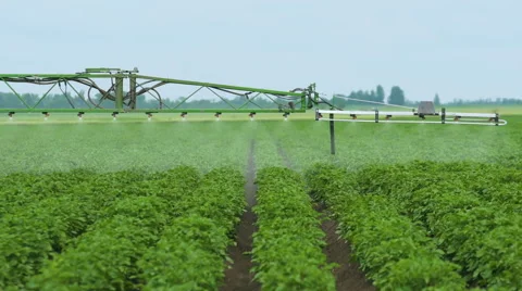 Spraying Potato Fields With Herbicides.The Protection Of Plants Stock Footage 64781213
