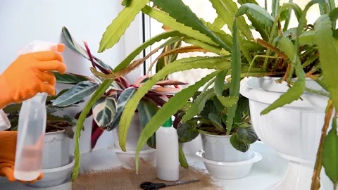 Spraying potted flowers on windowsill. Stock Footage 149265561